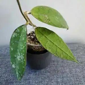 Hoya Aff Lambii Plant With Phitosanitary Certificate