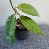 Hoya Aff Lambii Plant With Phitosanitary Certificate