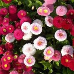 100 Pcs Bellis English Daisy Mix Flower Seeds- Bellis Perennis English Daisy-Super Enorma-FL449