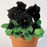 100 Black Pansy Seeds - Viola Clear Crystals Black - Perfect Love Black Crystals, Black Perfect Love