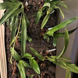 Living Wall of Orchids