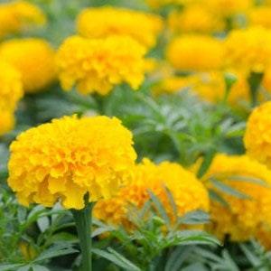marigold dwarf single yellow - code 853