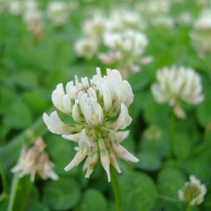 3000 Pcs Organic White Clover Seeds-Trifolium Repens -/Great Groundcover for Erosion Control, Soil enhancement, Crowding out weeds.  (FL234)