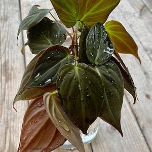 Philodendron Micans Cuttings Live plant Cutting Vining houseplant Canada
