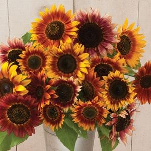 Autumn Beauty Sunflower | 25 Seeds | Helianthus Annuus | Non-GMO Heirloom | Annual Cut Flower Branching Sunflower with Pollen in the Garden