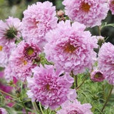 25 seeds Bouquet Cosmos Rose Bon Bon