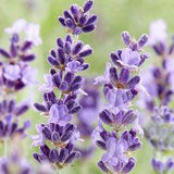 Hidcote English Lavender, Lavandula | American Meadows Flower Delivery