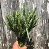 WHEAT Red hard SEEDs