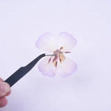 6PCS real Pressed Clarkia amoena Flower, natural 4 colors dry flower FCD57