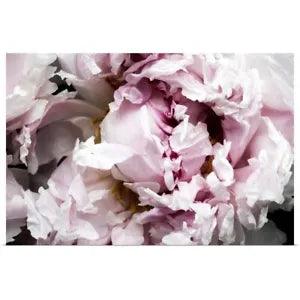 Pink Peony Passion II Poster Art Print, Peony Home Decor