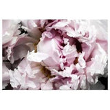 Pink Peony Passion II Poster Art Print, Peony Home Decor