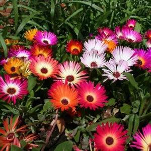 Ice Plant-Livingstone Daisy Mix - 100 Seeds - Ground Cover - Drought Tolerant!