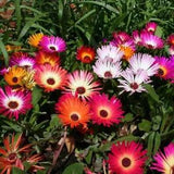 Ice Plant-Livingstone Daisy Mix - 100 Seeds - Ground Cover - Drought Tolerant!