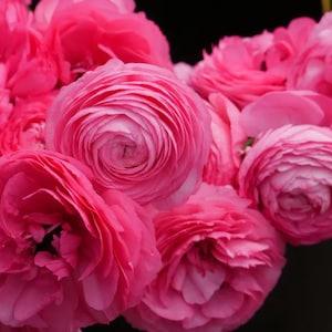 Ranunculus Amandine "Rose" corms | Large double blush pink flowers, buttercup, French origin, perennial plant