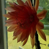 Rare Orange / Peach  Lepismium cruciforme,epiphyllum,orchid cactus, large flowering night blooming cereus
