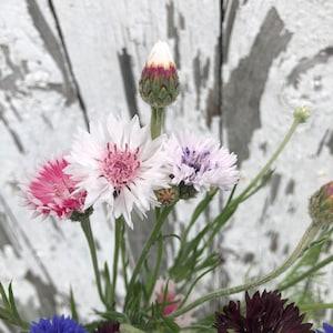 CENTAUREA Classic Romantic SEEDS