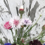 CENTAUREA Classic Romantic SEEDS