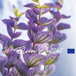 100 Clary Sage Oxford Blue Garden Seeds*Salvia viridis/horminum*Heirloom Variety*Frost Tolerant Plants*Vibrant Deep Blue Flowers*Edible*