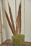 Golden Pheasant Feathers Real Single Bunch