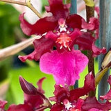 Oncidium sharry baby 