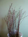 50 Dried Willow Branches 3 ft tall home decor floral decoration spring decor #B