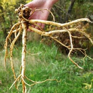 Perennial Herb Astragalus Membranaceus Propinquus Herbal Tea Milkvetch 50 Seeds
