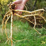 Perennial Herb Astragalus Membranaceus Propinquus Herbal Tea Milkvetch 50 Seeds