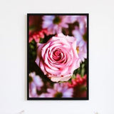 Pristine | Rose Print, Flower Art, Floral Home D???cor, Garden Wall Art, Botanical Poster, Nature Photography