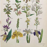 Bog Orchids, Yellow Iris, Lady's Slipper, Helleborine Tresses - Antique Botanical Print by Sowerby - 1858/59 Hand Coloured Engraving 1241