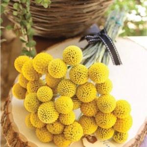 25 seeds Cute yellow Billy Buttons Craspedia Globosa Seeds