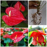 2 Cutting Roots Red Anthurium andraeanum Flamingo flower lily plant ornamental