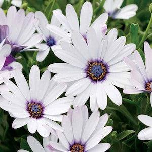 25 seeds Ice white African Daisy