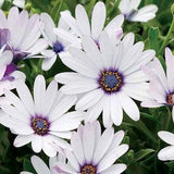 25 seeds Ice white African Daisy