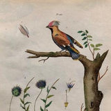 Six Antique Prints From a French Dictionary. Birds, Insects, Trees and Plants. Hand coloured Lithographs. Size: 29 x 18 cms.