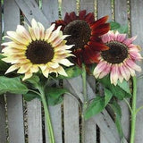 Razzmatazz F1 Sunflower Seeds, Blended Bi-Color and Solid Sunflowers, 25 Seeds // Non GMO, helianthus annuus