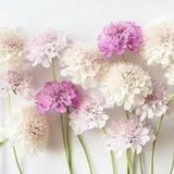 Pastels Pincushion Scabiosa SEEDS atropurpurea. Scabiosa attracts Hummingbirds Butterflies Bees cut flower bouquet Dizzy Bees Urban Garden