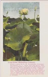 Lotus Lilies