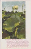 Lotus Lilies