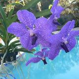 Orchid Vanda Pachara Delight Pachara Hanging Tropical Plants