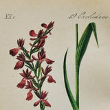 Lax-Flowered Orchid Print - Original Antique Botanical 1880s - Orchis laxiflora (plant flower seed anacamptis jersey pink purple meadow)