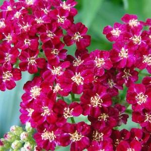 CHERRY-RED YARROW Achillea Millefolium Cassis Hardy Perennial, 20 Seeds