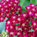 CHERRY-RED YARROW Achillea Millefolium Cassis Hardy Perennial, 20 Seeds