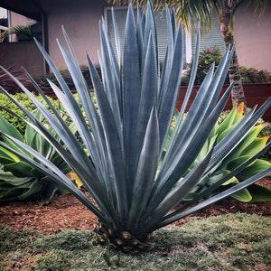 Agave Tequilana | Weber Azul | Tequila Agave