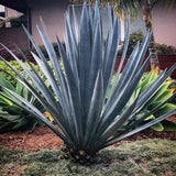 Agave Tequilana | Weber Azul | Tequila Agave