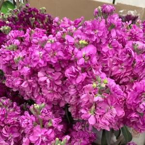Katz Bright Rose Stock Flower Seeds, 40 Seeds // Open Pollinated, Non-GMO, matthiola incana