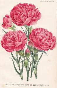 carnation clove flowers botany botanical botany linden lithograph 1881