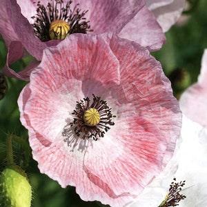 50+ seeds / Mother of Pearl Poppy Seeds / Papaver rhoeas / Shirley Poppy Seeds / Delicate Lovely Flower / Cottage Garden Flower / (#S11)