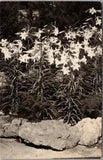 Vintage 1920s RPPC Real Photo Postcard LILY FLOWERS / Garden Scene / Unused