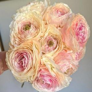 Ranunculus Romance "Maritime" corms | Rare variety, large color-changing flowers, perfect bouquets for florists, easy to grow