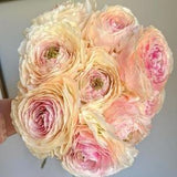 Ranunculus Romance 